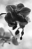 b_w-013