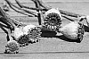 b_w-014