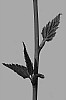lb-001