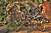 tm_or_17