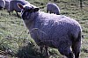 b-siel_05