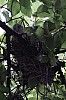 brueg_15