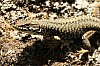 gs14_45
