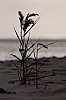 sylt12_33
