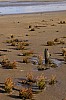 sylt12_36