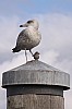sylt12_46