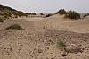 sylt12_58