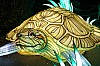 zoo19-35